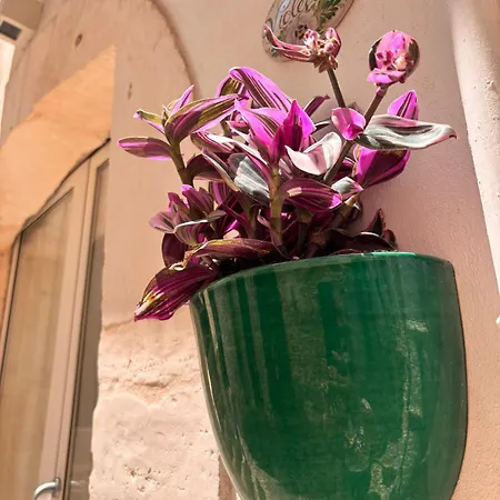 Casa Violetta 2025